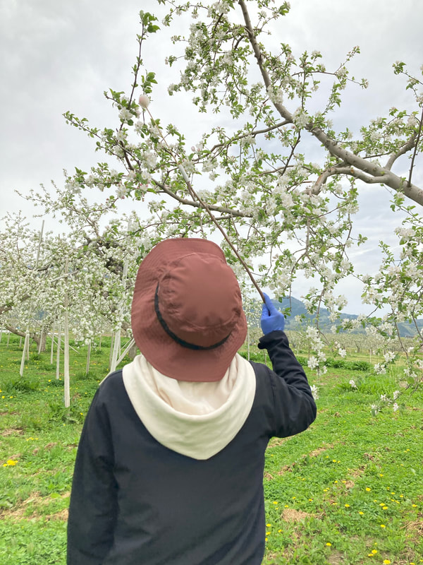 塚田農園：花粉つけ作業