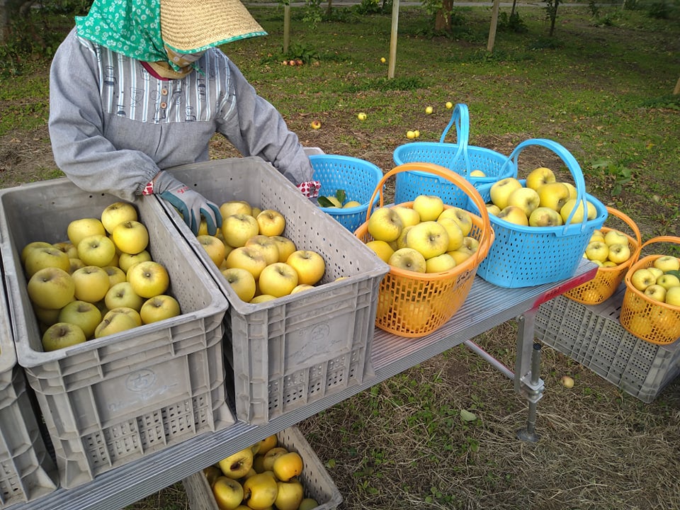 塚田農園のりんご：シナノゴールド