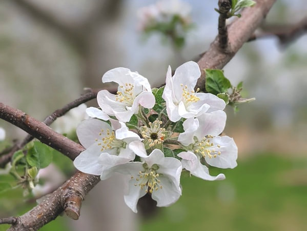 塚田農園のりんご：サンふじの花